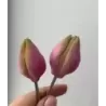 Foremka „Tulipan Fre